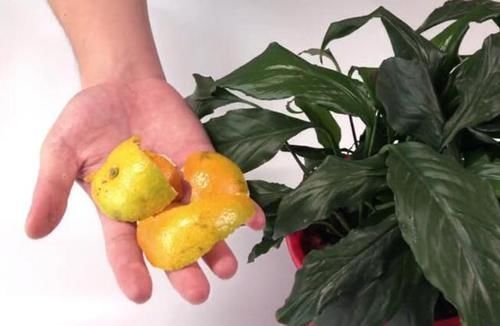 蚊香|花盆里滋生小虫子怎么办花卉市场老板教我一招，虫子不再有