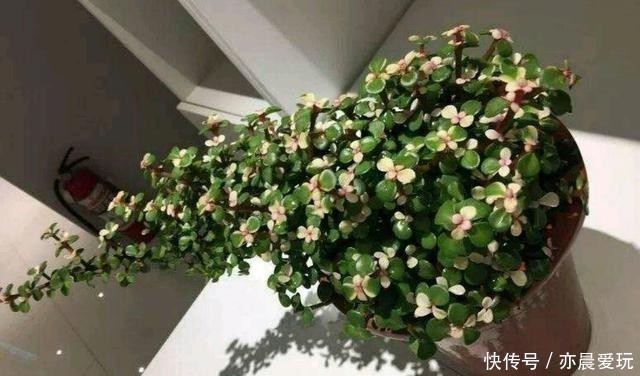 普通的盆栽金枝玉叶，有没有可能变为彩色叶片