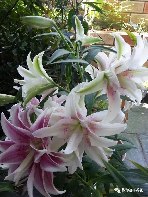 3种花比香水好闻,随便养1盆,异味跑光光,家里清香四溢!