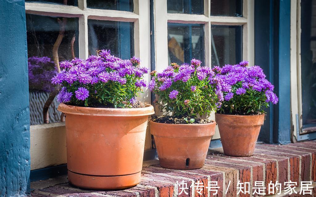 夏季|夏季养花防止黄叶、腐烂、干枯的四大要领,经验加实践,实用