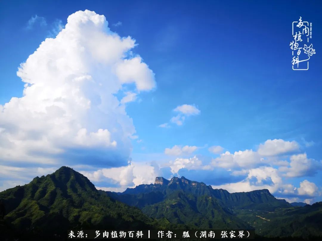 干货新手在多肉的选购、配土、上盆、养护环节走过的误区!