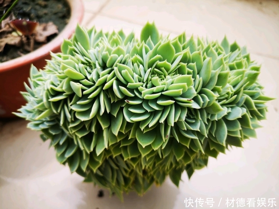 扦插|多肉徒长散乱不美观怎么办只需一个神操作,一盆变两盆还更美观