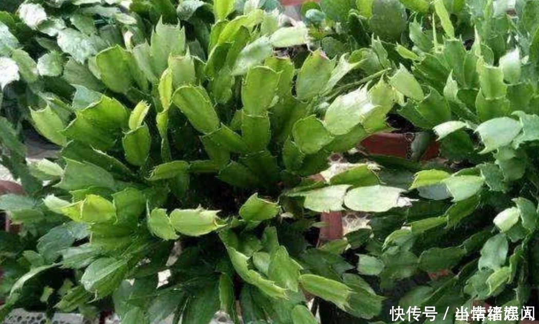 这四种花最怕过夏天,提前做好度夏保护,秋凉又开花