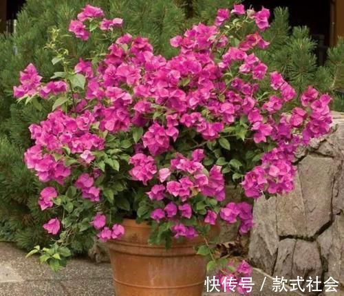 四季|阳台再小,也要养4种花,不仅好养活,而且四季有花赏