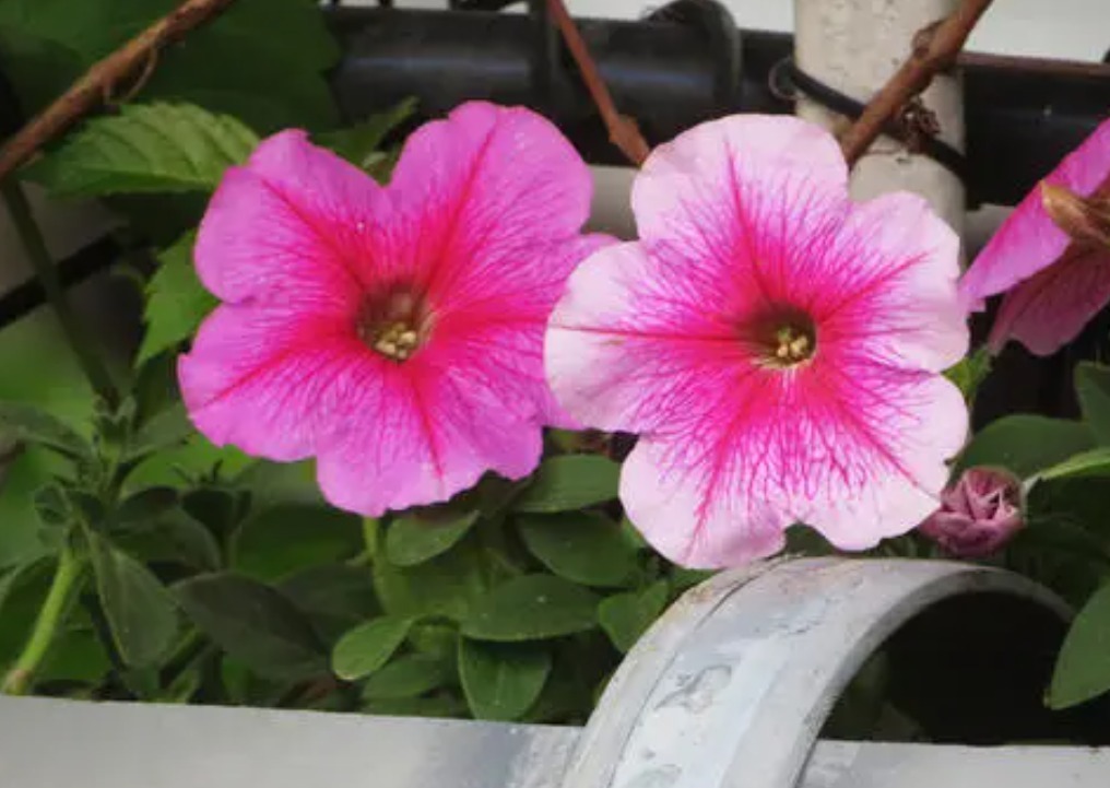 养花|阳台养花，夏季多栽些矮种牵牛花，家里轻松变成花海、花瀑布