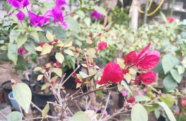 叶子花|三角梅冬季叶片油绿没掉落,那就“这么”养,更利于来年开花