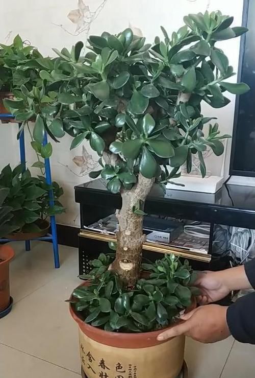 家里|5种多肉有点毒,养在家里不安全,家里有孩子,赶快扔出去