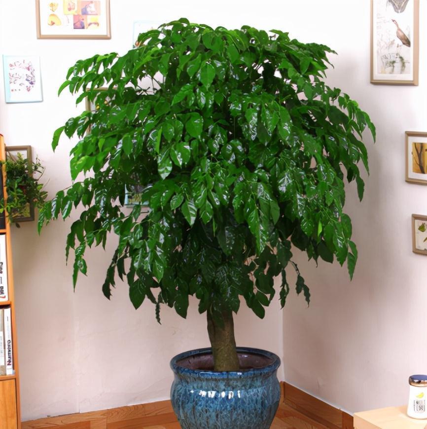 冬天的6种室内盆栽,“懒养”最合适,“勤养”反而容易出问题