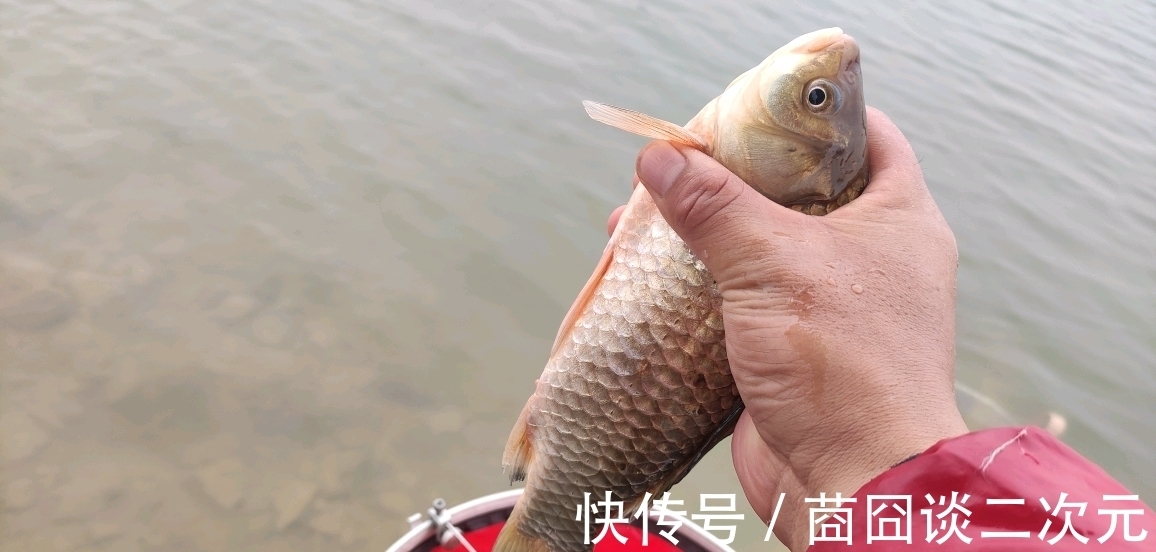 初冬钓鲫鱼,昔日好钓点已经没鱼了,大鲫鱼都转移到这些地方了