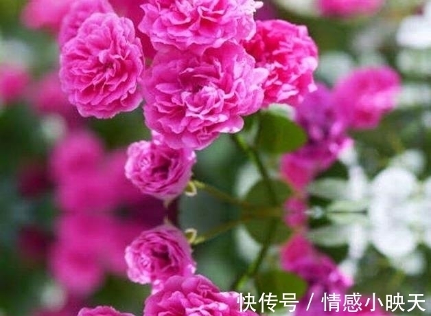 蔷薇花|爱在思念中,美好的爱情就在一束蔷薇花的花语中!