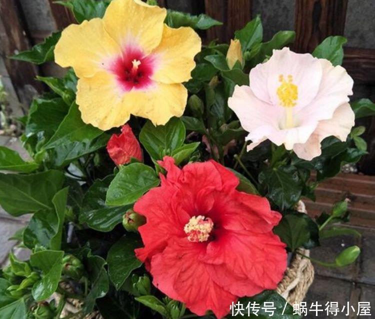 养花试试这几款，花开繁盛花香怡人，黄绿交辉，内敛美