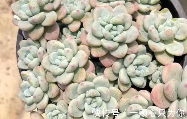 爆盆|盘点10种容易度夏多肉,随便养,随便选,总有几款适合你