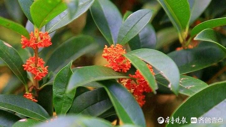 齐鲁壹点|中秋节最香的花丛！济南植物园丹桂丛花开香飘醉人