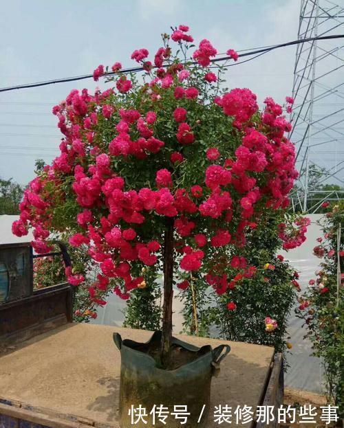 常见的几款花，管理简单好嫁接，修修剪剪就能变成大花团