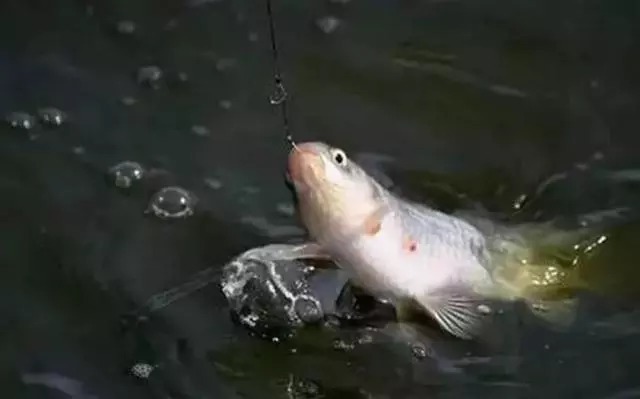 冬钓大鲫不要随便打窝,应该这样打,才是爆护!