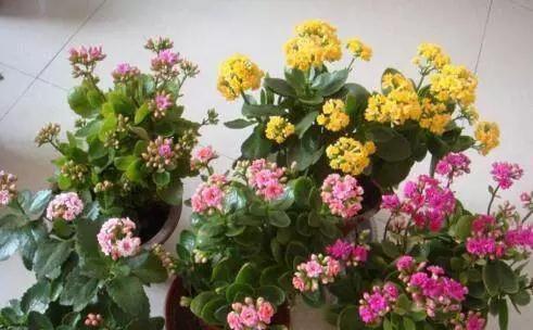 元旦节|想要养好长寿花,盆里7天加点“它”,呼呼冒花芽,一个劲开花!