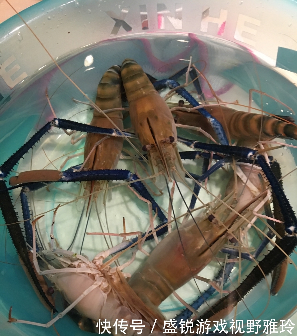 苏州|巨虾来袭?苏州钓鱼人汾湖钓起“大虾王”,钓友:太大了还能吃吗