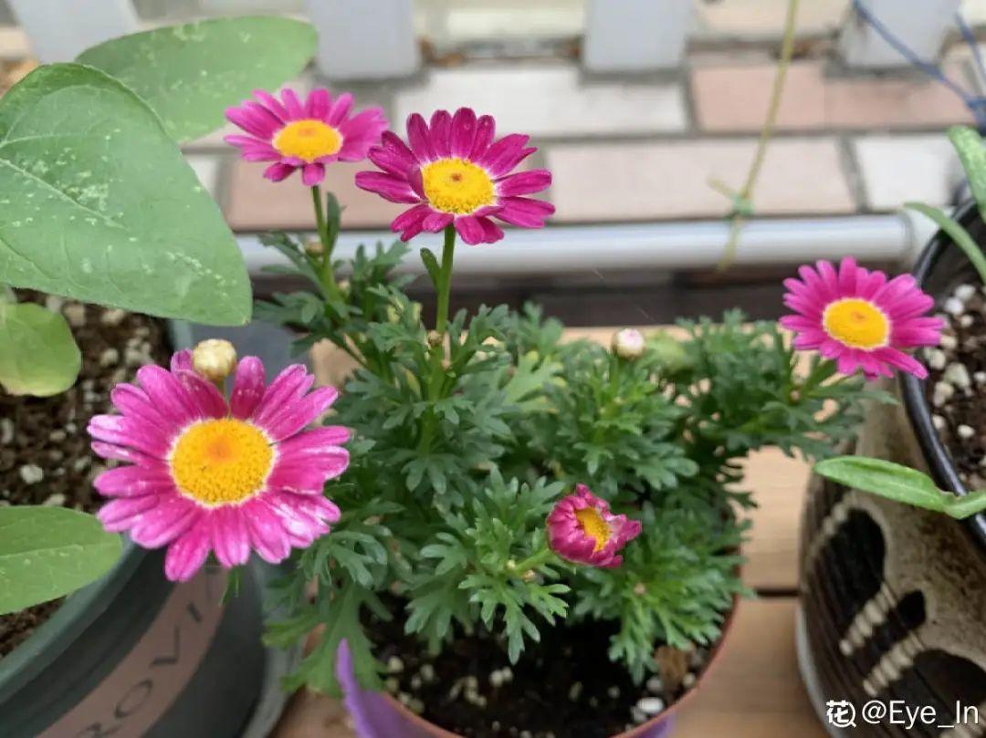 嫩苗|7种花养老桩不好,多扦插、养嫩苗,才能年年开花