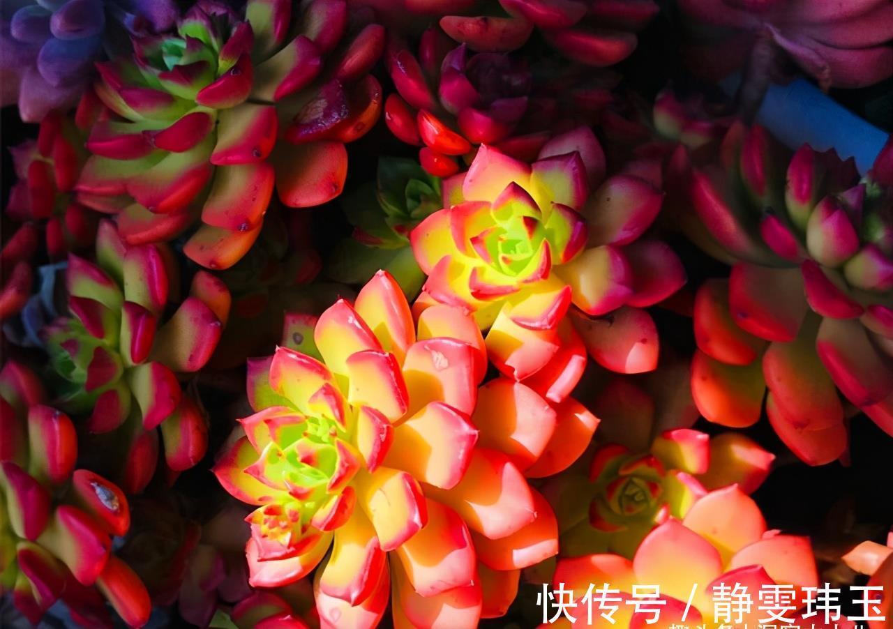 想把多肉养成悬崖桩,满足“三要求”,遇水疯长,爆崽一堆小崽