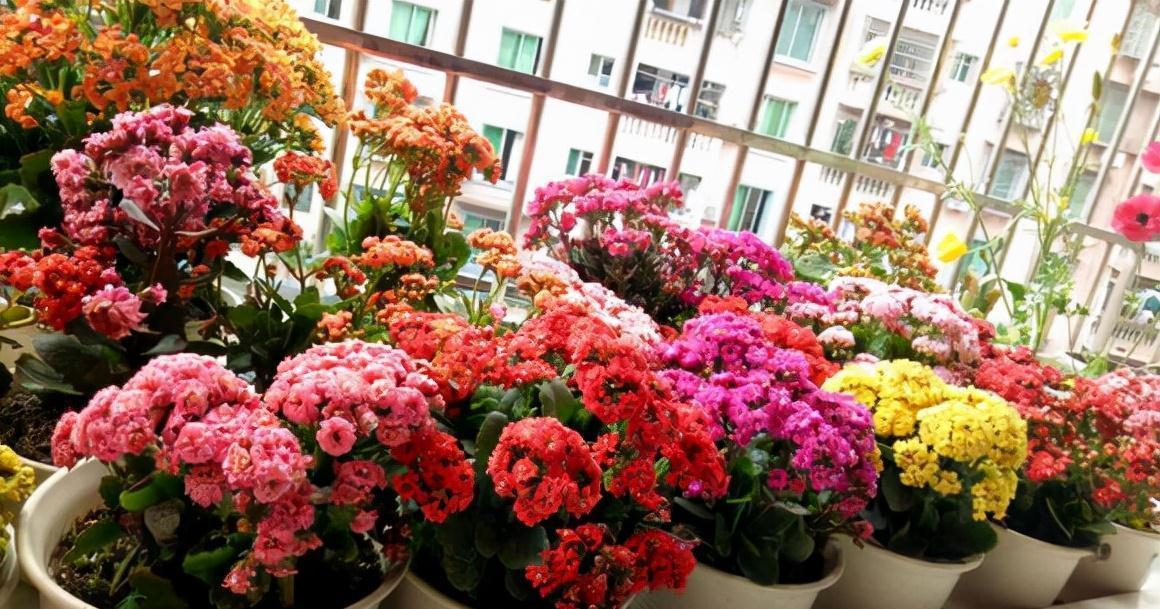 修剪|长寿花这样养,一盆变多盆,放在阳台挤爆盆