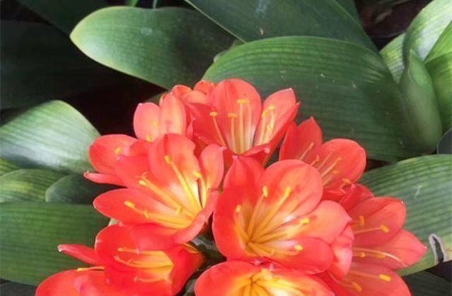 花友们|生活中给君子兰吃上“3种”东西,长得根旺叶绿,年年都开花