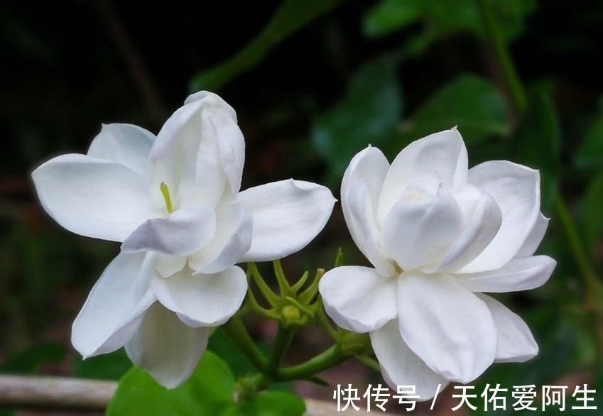 茉莉花|茉莉花大量掉叶子，还能活吗，找准原因才能对症下药