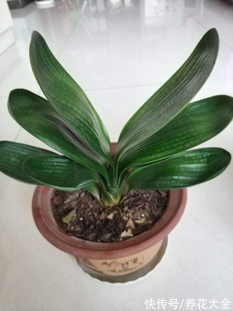 马上过年,这10种年宵花闭眼入,不会踩雷