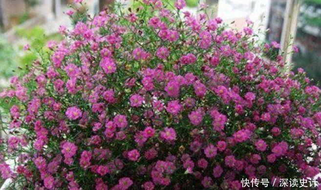 冬天已到,几款花卉养在家里,养护简单又漂亮