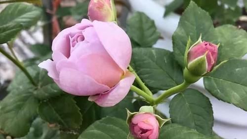 分享可以在阳台栽培的十一种藤本月季，随便一种都能让你满意