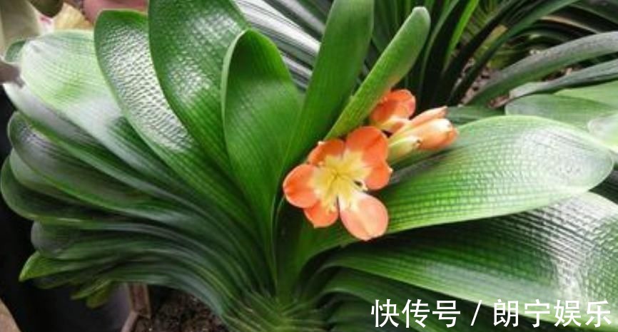 植物|君子兰迟迟不开花别着急,几招催花方法,让君子兰砰砰开花