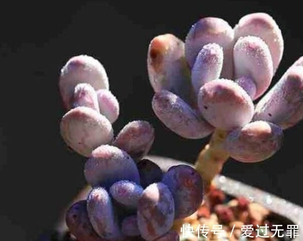 深秋的多肉桃美人怎么养,学会4个方法,叶片变得粉红粉红的