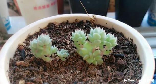 养多肉一年,关于多肉浇水这个事的小经验分享!