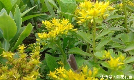 生命力|鄉(xiāng)下山坡的野草,傳說用金子也不換,吃它對(duì)心臟病有不錯(cuò)的療效