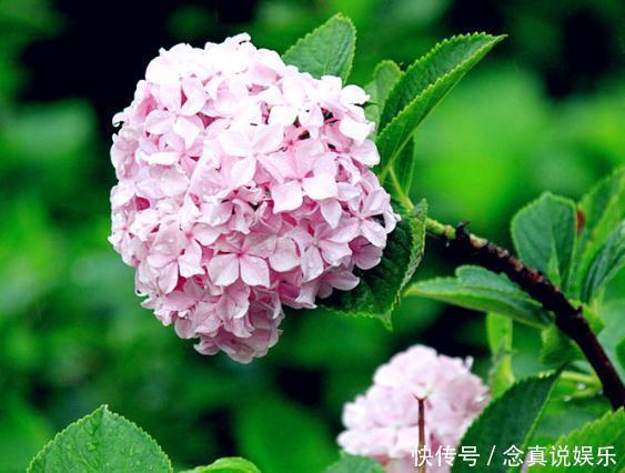 琼花不能“惯着来”,一个“小动作”,花苞成团冒,花朵变成球