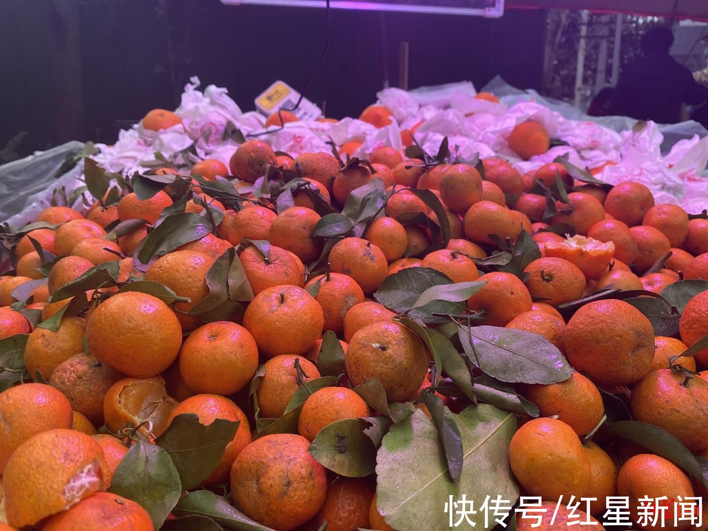 王禾|“炫迈砂糖橘”热潮来袭，有人吃到住院 医生：一次不宜吃太多，吃前应做好清洗