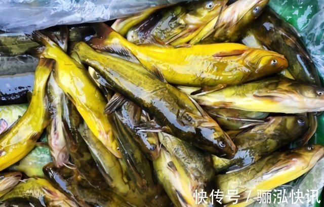 含“寄生虫”最多的3种鱼,没营养还难吃,鱼贩子宁愿丢掉也不吃