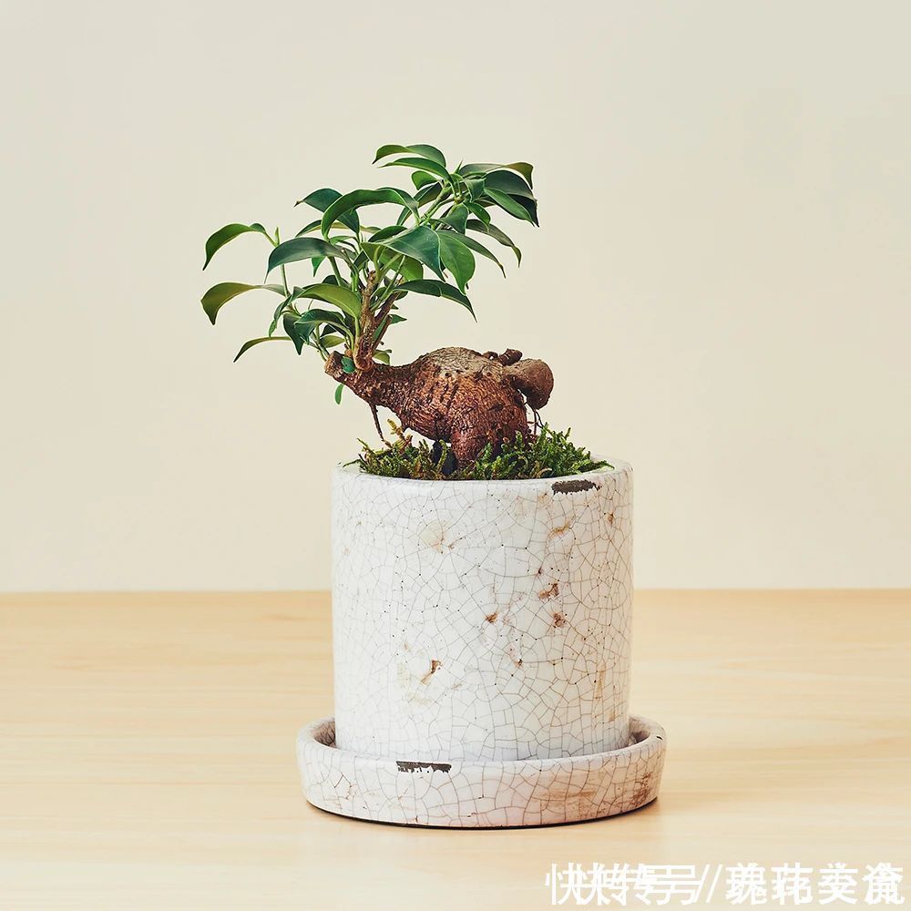 特别适合养成盆景的人参榕，那块状根太“奇葩”，原来是嫁接的