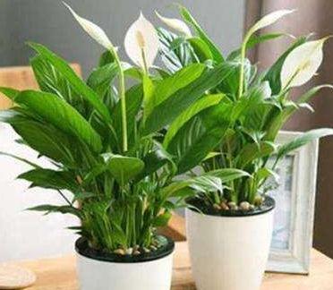 11月逛花市,4种耐阴花随便买,稍微给点光,就能开花爆盆