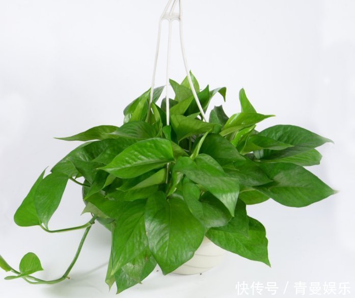 “识货人”都养4种花,简单好养,一年就能长满盆