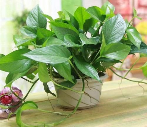 天气暖和了，6种植物别给它晒太阳，不然叶子枯黄