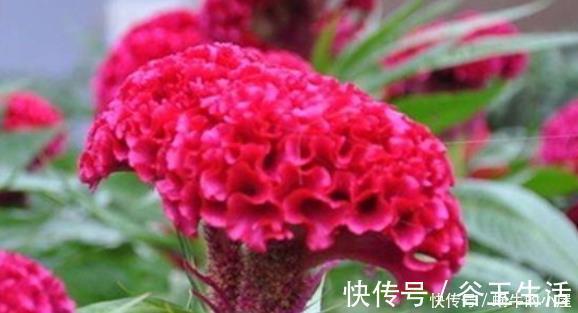 谁见了都喜欢的4种花,好养又漂亮,一年四季可开花,快快养起来