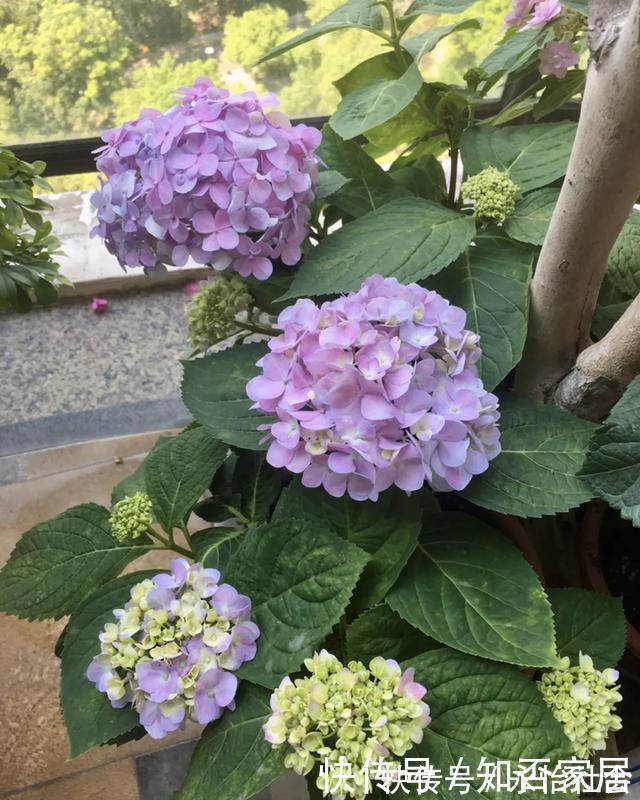 养花技巧：折腾不死的25种花，咋养都爆盆，懒人最适合