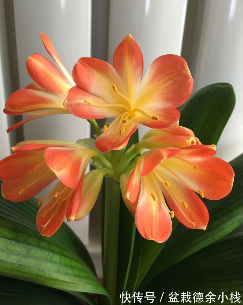 腐叶土|君子兰如何养得叶大油绿，关键是记住4个经常，还能开出大花箭