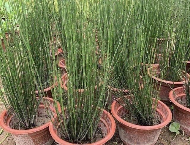 适应能力|墙角下,有1种“节节草”很旺盛,挖10棵种起来,变盆栽、珍贵!