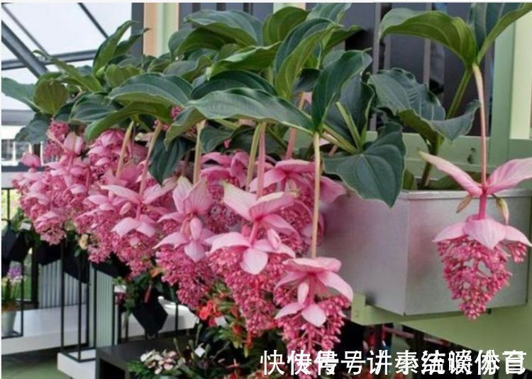 泥土|5种花好养又漂亮,不用管照样长得旺,年年开花不断,美翻天!