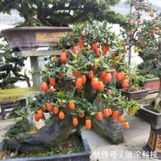 gt|什么绿萝、发财树都不如“2种树”,养人又旺财,1-2年成盆景