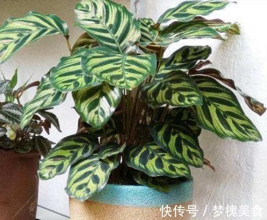 阳台上|最不耐晒的3种花,养在室内才好看,搬出去一天就枯了