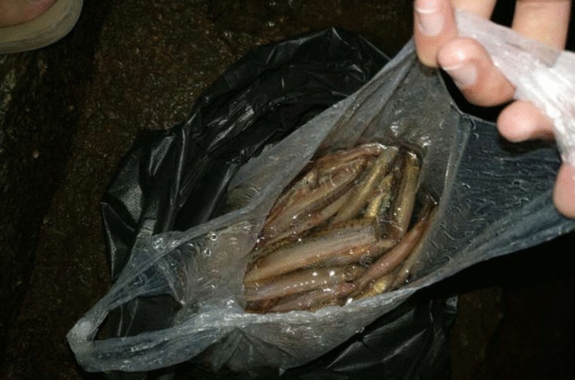 小伙用泥鳅钓翘嘴, 三年时间渔获破万斤, “缺德”钓法引众怒