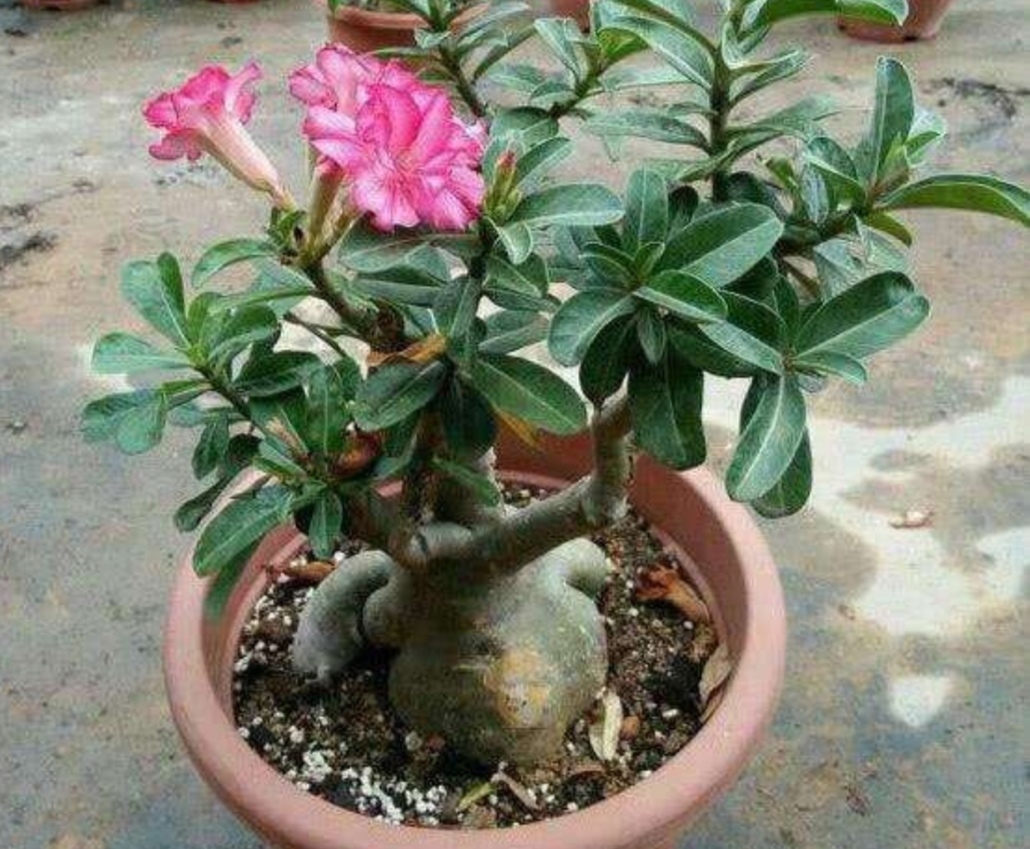 4种常见的花,冬天要“干养”,不然容易烂根落叶,难过冬