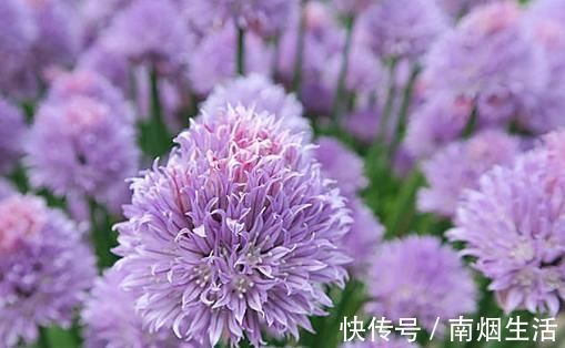 老中医|吃葱一根，顶药百副！但多数人却吃错了，老中医手把手教你！